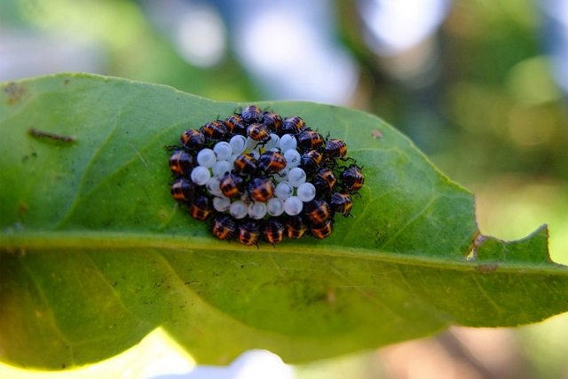 Abhazya’da Zararlı Böcek Alarmı 