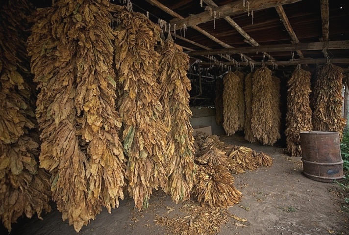 Abhaz Tütünü Ayağa Kalkıyor