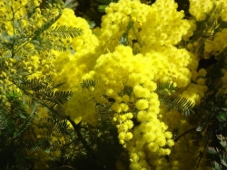 Abhazya Mimozaları, Rusya’da! 