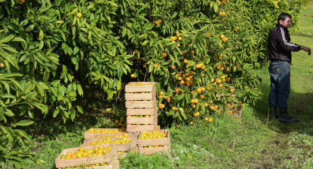 Abhazya’da Mandalina Sezonu Açıldı