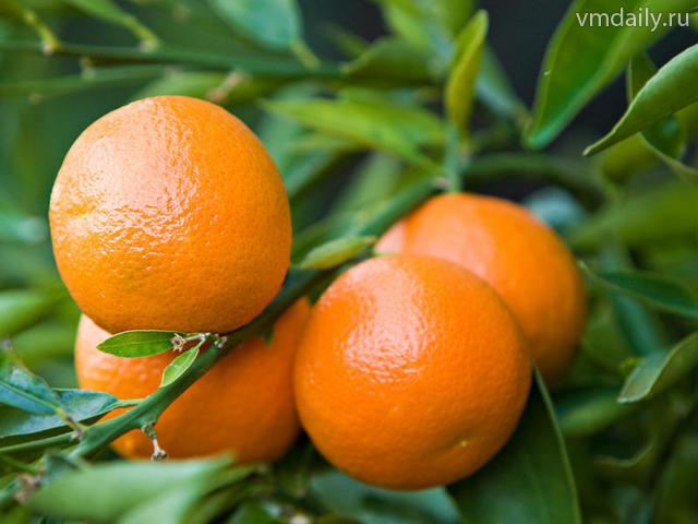 Abhazya’da Mandalina Rekoltesi