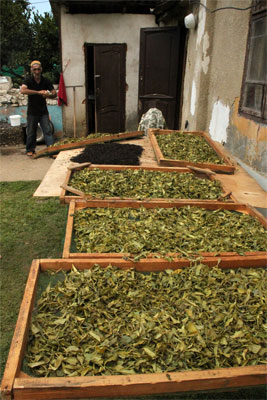 Çay ve Narenciye Üretimi  