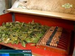 Defne Yaprağı sezonu