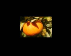 Abhazya 2007 narenciye ihracatı