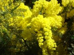 Abhazya Mimozaları, Rusya’da! 