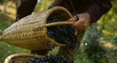  Abhazya’da Üzüm Hasadı Sürüyor! 