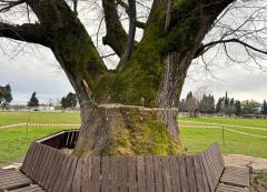 Tarihi Lyknashta Ağacına Saldırı! 