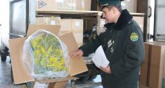 Abhaz Mimozaları 8 Mart’a Hazır!