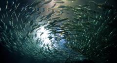 Abhazya Karasularında Balık Avı!