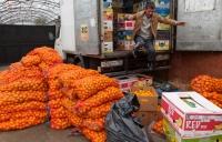 Abhaz Mandalinası Sezonu Başladı!