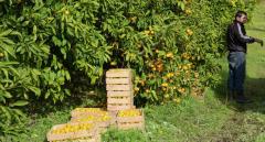 Abhazya’da Mandalina Sezonu Açıldı