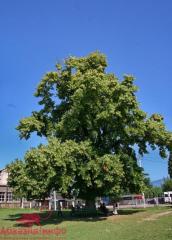 Lykhnashta Şüphelileri Yakalandı! 
